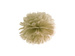 Papierowy pompon złoty 25cm 